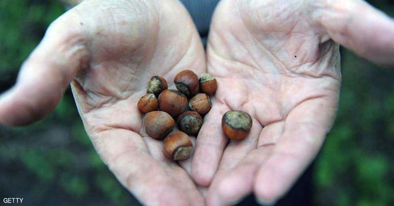 حشرة كريهة تهدد إمدادات العالم من البندق