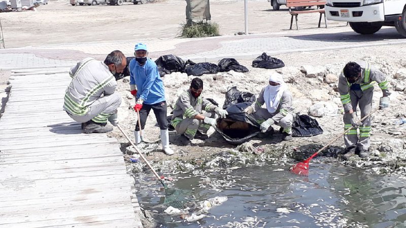 ظاهرة المد الأحمر وراء نفوق الأسماك