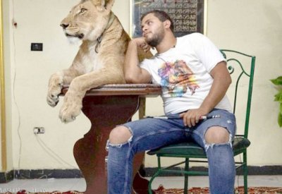 مصر... عروض للأسود بالمنزل