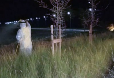 رياح محملة بالجراد تهب على دبي