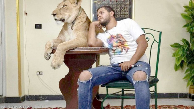 مصر... عروض للأسود بالمنزل