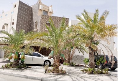 عمتنا النخلة... أصلها ثابت وفرعها بالسماء
