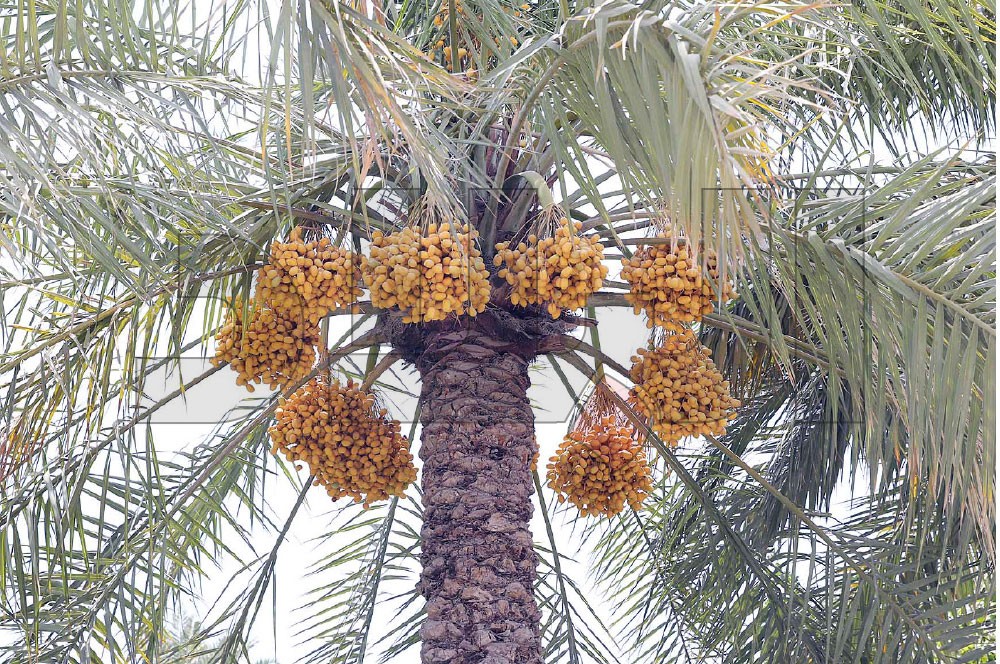 النخلة عروس الأرض وعناقيد الرطب ذهبها