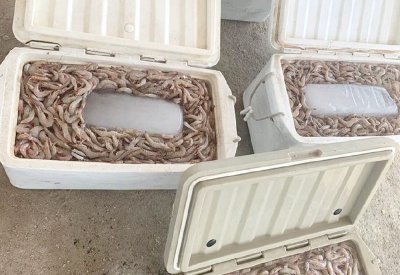 ضبط 120 كيلوغراما روبيان صيد بـ “الكراف”