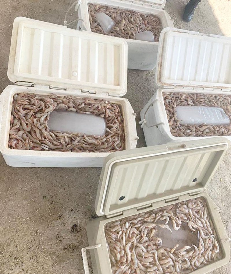 ضبط 120 كيلوغراما روبيان صيد بـ “الكراف”